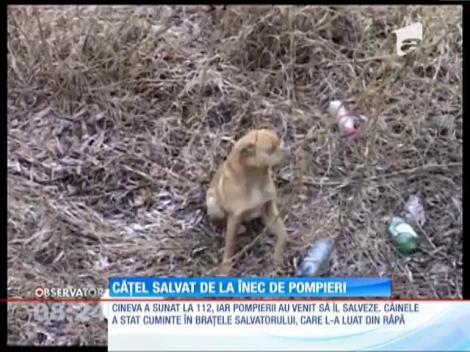 Cățel salvat de la înec de pompieri
