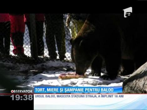 Tort, miere și șampanie pentru simpaticul urs Baloo de la Straja