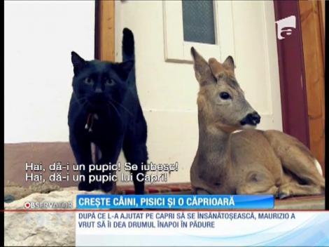 Doi câini, două pisici şi o căprioară, prieteni de joacă