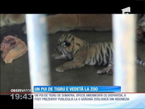 Un pui de tigru, vedeta unei grădini zoologice
