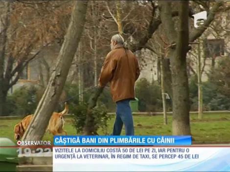 Câștigă bani din plimbările cu câinii