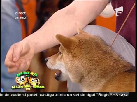 Cei mai frumoşi câini de rasă cu pedigree