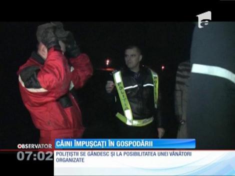 Într-o comună din Botoşani, localnicii şi-au găsit câinii împuşcaţi şi duşi departe de gospodării