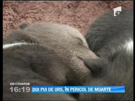 Doi pui de urs, în pericol de moarte