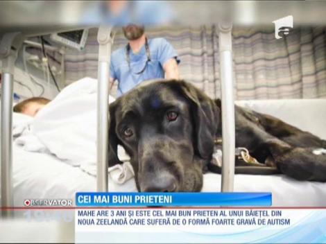 Imagini emoționante! Un câine își păzește stăpânul chiar și pe patul de spital