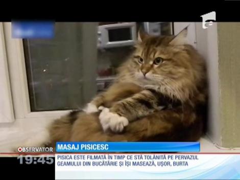 Cum se relaxează o pisică după o masă copioasă