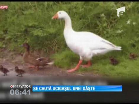 Se caută ucigașul unei gâște. Recompensa este de 350.000 de euro!