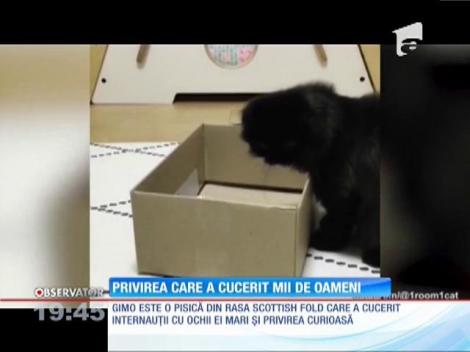 Faceţi cunoştinţă cu pisica-bufniţă!