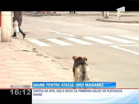 Primăria Galaţi, obligată să plătească despăgubiri pentru un copil muşcat de un maidanez
