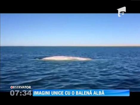 Imagini unice cu o balenă albă şi puiul ei