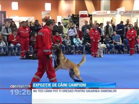 Expoziție de câini campioni în Capitală