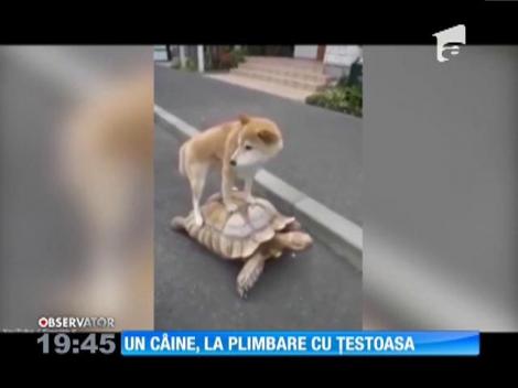 Un câine, la plimbare pe o țestoasă!