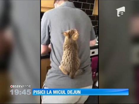 Pregătirea micului dejun e o provocare pentru pisicile unui cuplu de britanici