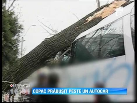 Din cauza vântului puternic, un copac s-a prăbuşit, în Bucureşti, peste un autocar