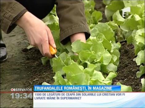 Primele legume autohtone din acest an au ajuns în marile magazine