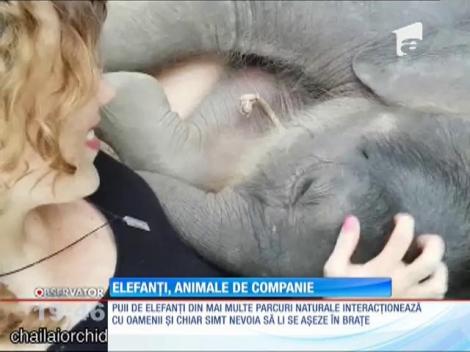 Elefanţi cu comportament similar animalelor de companie