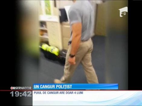 Un pui de cangur s-a alăturat forţelor de poliţie din Australia