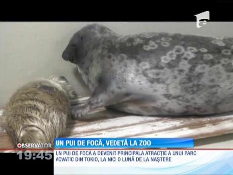 Un pui de focă, vedetă la Zoo