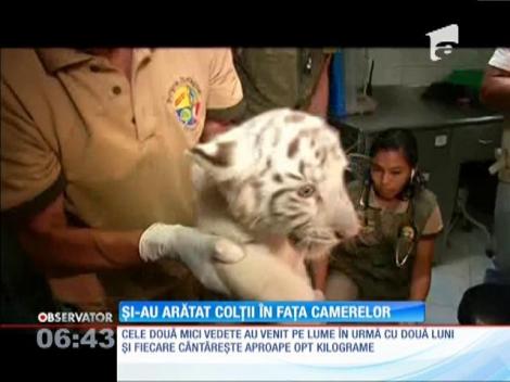 O grădină zologică din Lima se laudă cu doi pui de tigru alb bengalez, o specie pe cale de dispariţie