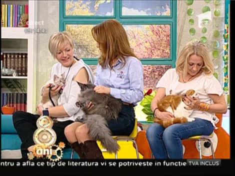 Expoziția Felină Internațională de Primăvară ”SofistiCAT” 2016