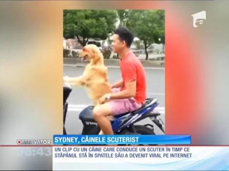 VIDEO Aşa ceva nu vezi în fiecare zi! Un câine conduce un scuter la fel de bine ca stăpânul său