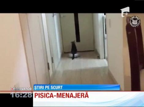 Pisica și aspiratorul