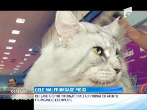 Cele mai frumoase pisici se întrec la Bucureşti