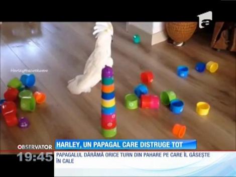 Harley, papagalul care distruge tot