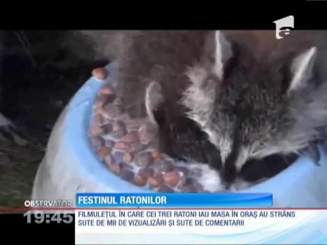 Festinul ratonilor, viral pe internet