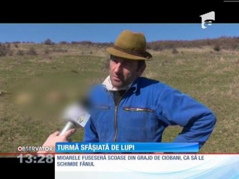 Turmă sfâşiată de lupi în judeţul Bistriţa-Năsăud