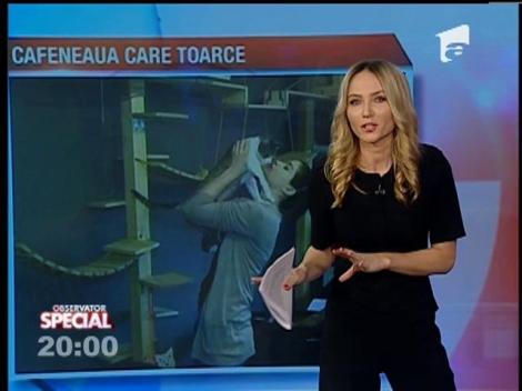 SPECIAL! Cafeneaua cu pisici