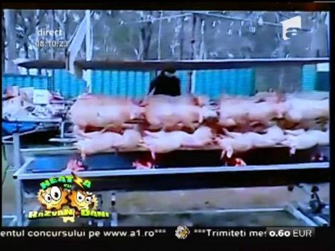 Smiley News: 1, 2, 3! 1, 2, 3! Ultima găselniță a anului: Mai nou, grătarul se face prin aplicația de pe telefon!