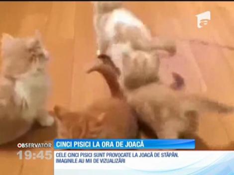 Cinci pisici la ora de joacă