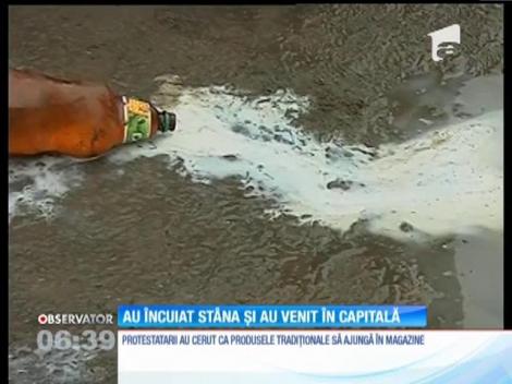 Nemulţumiţi de preţul foarte mic al laptelui, fermierii din România l-au aruncat pe jos!