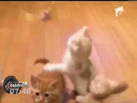 5 pisici la ora de joacă