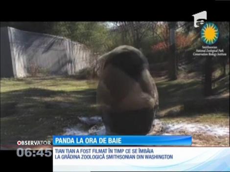 Un panda filmat la ora de baie, la Grădina Zoologică din Washington, face furori pe internet