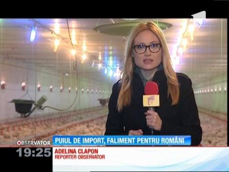 Mâncăm tot mai multă carne de pui din import