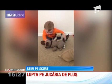 Un bebeluş care abia stă în şezut şi trei pui de căţei din rasa Mops fac furori pe internet