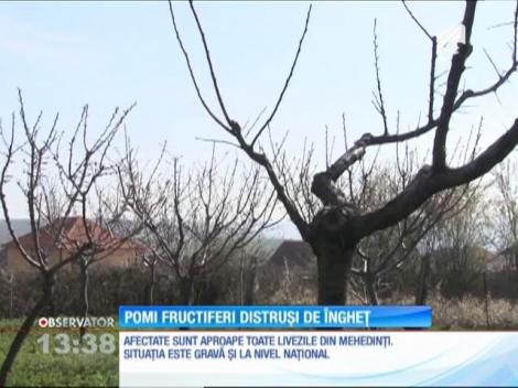 Situaţie dezastruoasă pentru pomicultura din România! Gerul a distrus pomii fructiferi