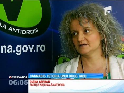 Cinci români dintr-o sută sunt consumatori de cannabis