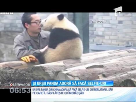 Şi urşii panda adoră să facă selfie-uri