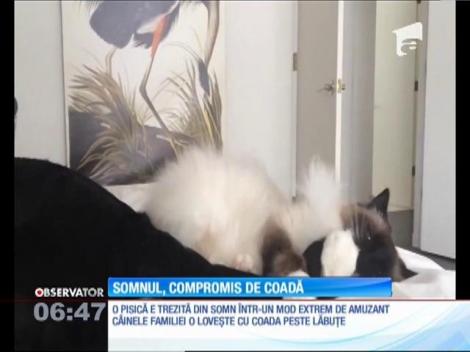 Somnul unei pisici, compromis de coada unui câine