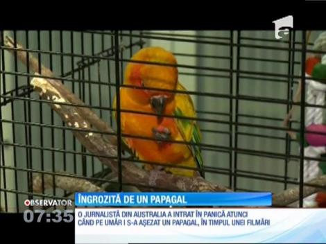 O jurnalistă din Australia, incomodată de un papagal