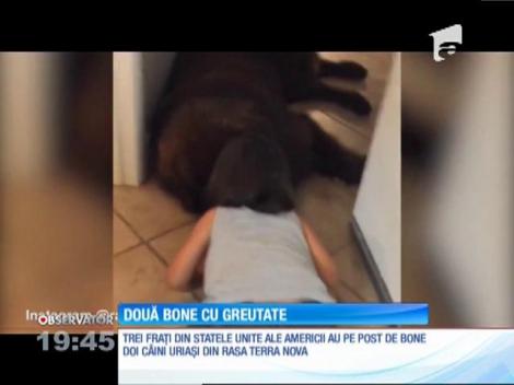 Doi câini uriaşi, bone pentru trei copii! Când părinții nu-s acasă, nu joacă nimeni pe masă!