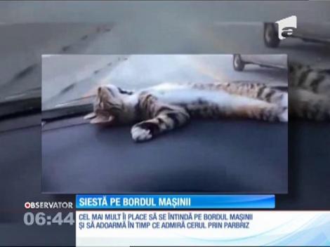 Cel mai confortabil culcuş pentru o pisică este bordul maşinii stăpânului