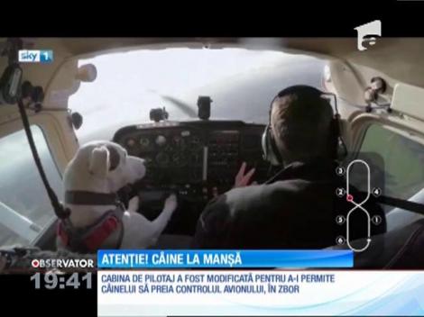 Câine dresat cu succes să piloteze un avion!