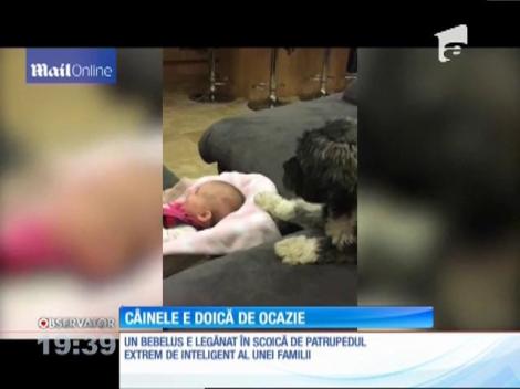 Câinele unei familii încearcă să liniştească bebeluşul care plânge aşa că îl leagănă
