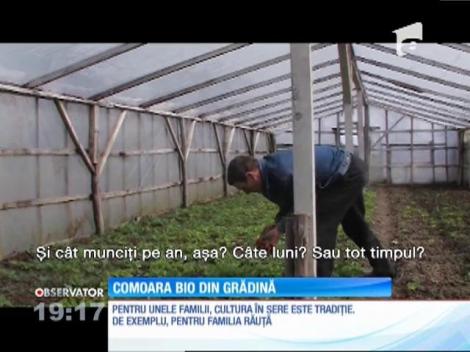 Legumele Bio, la mare căutare într-o comună din Botoșani