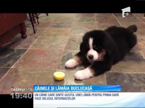 Un câine simte gustul unei lămâi pentru prima dată