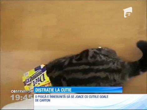 O pisică e înnebunită să se joace cu cutiile goale de carton